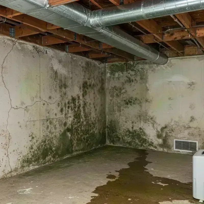 Professional Mold Removal in Bel-Nor, MO